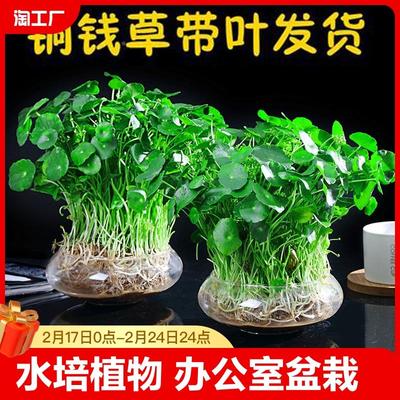 水培植物铜钱草办公室桌