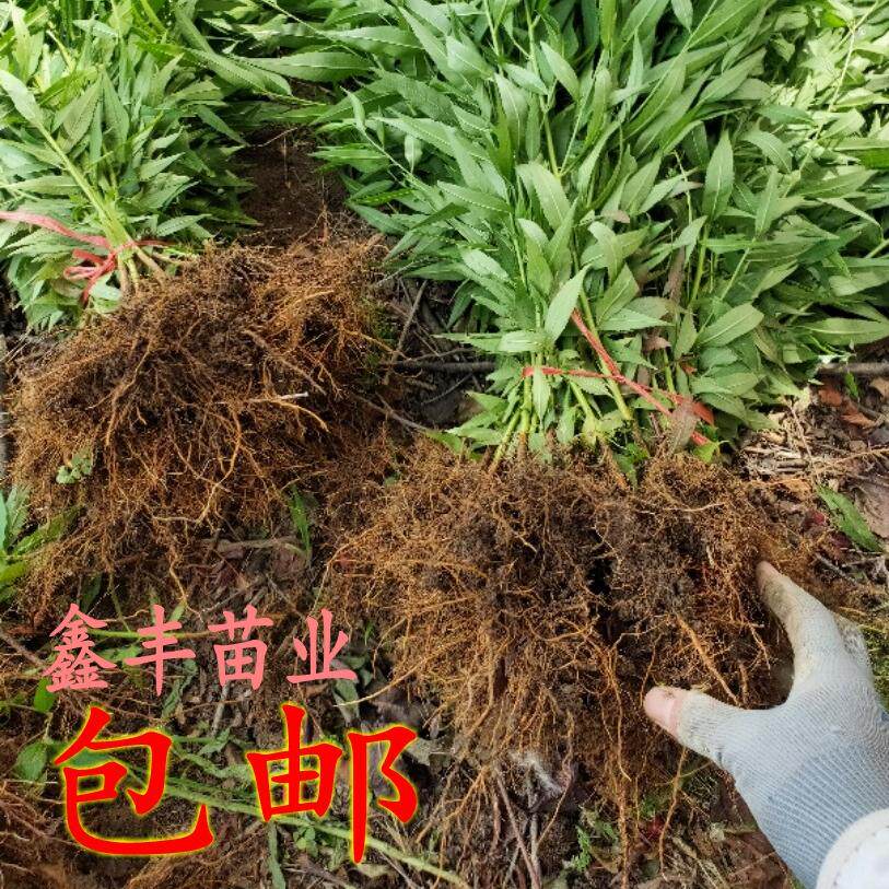 毛桃树苗实生桃苗桃树