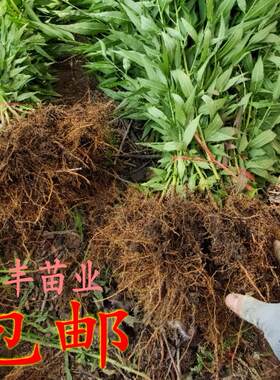 毛桃树苗实生桃苗桃树