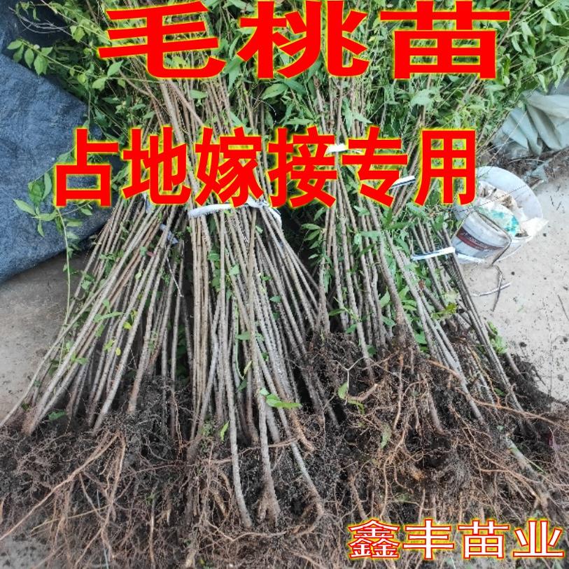毛桃树苗实生桃苗桃树