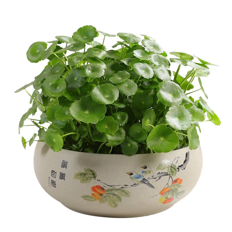 无孔水培铜钱草碗莲睡莲水仙花盆