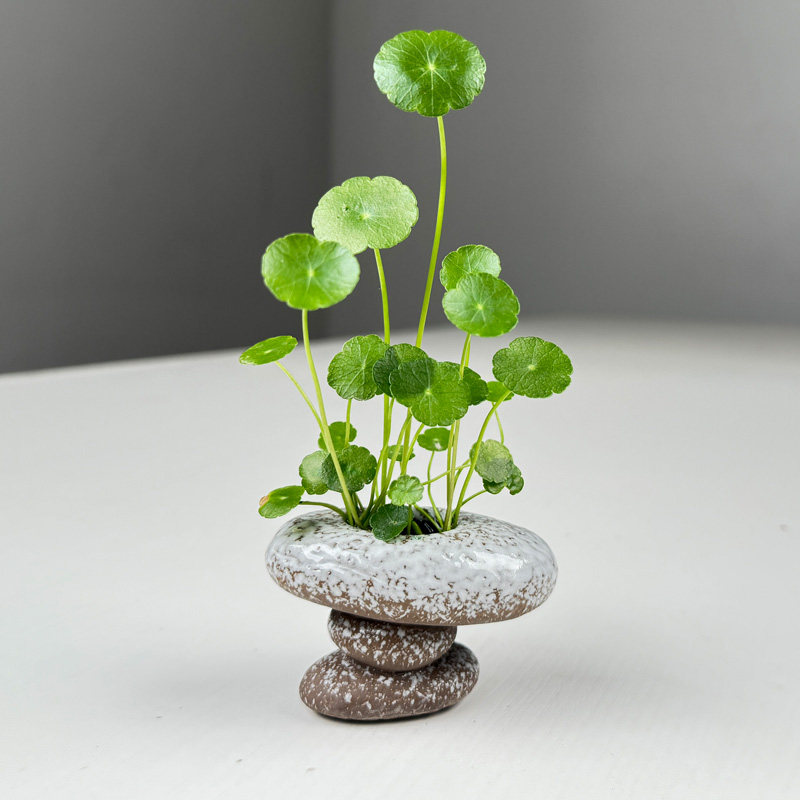 陶瓷水草鱼缸水培植物固定器鱼缸饰装饰造假摆件水草沉底小盆健康