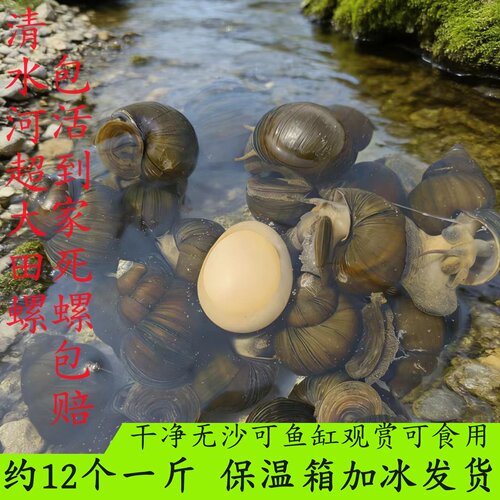 鲜活特大号田螺种螺母螺清水河特大田螺精品田螺