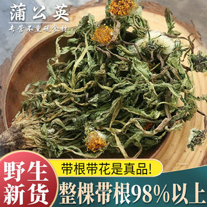 蒲公英中药材蒲公英茶干货泡茶水