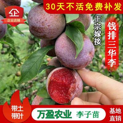 正宗银妃钱排三华李子树苗嫁接特大三月李子早熟蜂糖李子树苗南方