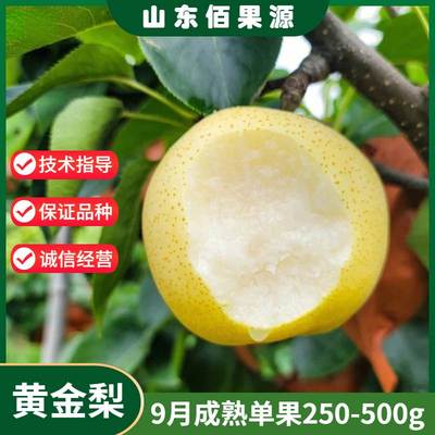 黄金梨树苗嫁接冰糖雪梨白酥梨苗南方北方地栽盆栽果树当年结果苗
