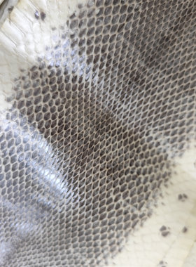 真蛇皮原纹原色蛇皮皮料 DIY钱包表带手机壳皮带项圈贴皮鞋子包包