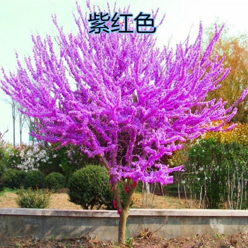 紫荆花树苗 四季 紫荆花苗 紫荆树苗 满条红紫金花树苗门前风景树