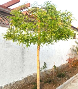 包邮龙爪槐树大小苗 嫁接苗国槐大树黄金槐树 绿化树苗垂槐雨伞树