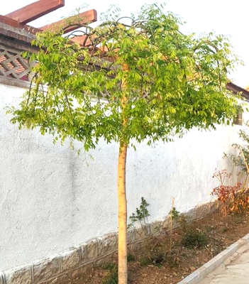 包邮龙爪槐树大小苗 嫁接苗国槐大树黄金槐树 绿化树苗垂槐雨伞树