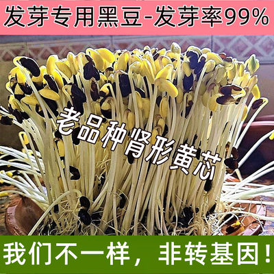 发芽专用黑豆非转基因发豆芽黑豆