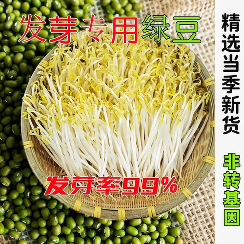 发芽专用绿豆芽豆生豆芽专用豆