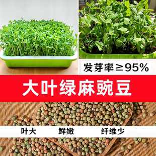 大叶绿麻豌豆水培发芽专用豆农家自种蔬菜土培豌豆尖豌豆苗干豌豆