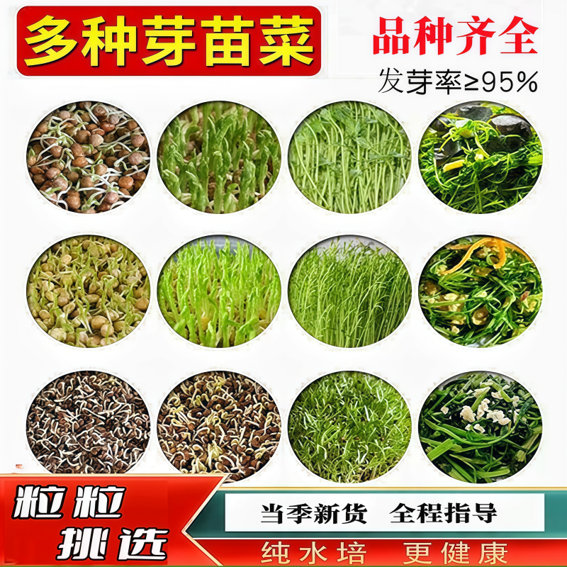 水培芽苗菜种菜无土育苗蔬菜种豆芽菜大小麦麻豌豆萝卜空心菜籽