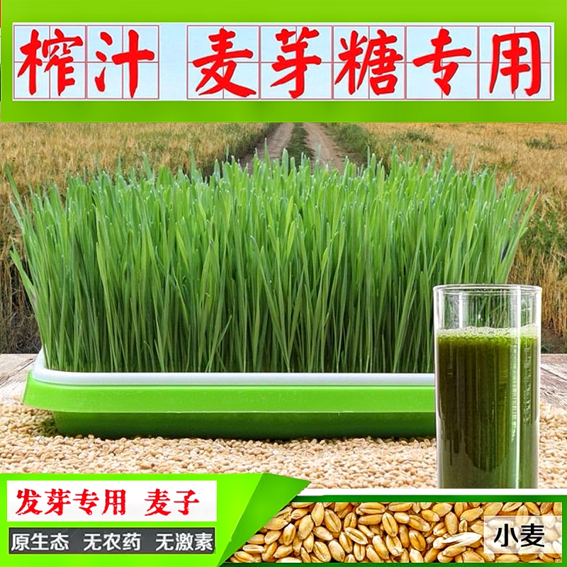 26年新小麦水培麦芽糖专用麦子图片