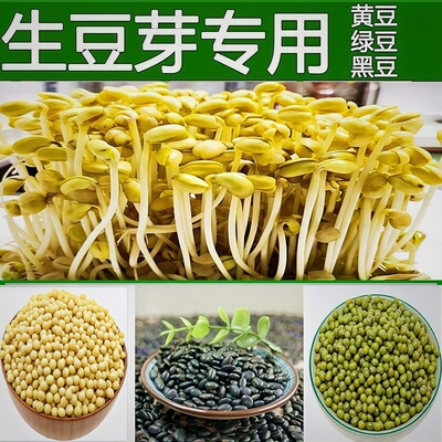 发豆芽黄豆生豆芽专用芽豆水培