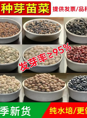 芽苗菜种豆芽菜四季水培蔬菜籽孑