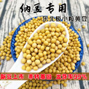 东北极小粒珍珠粒金黄豆690纳豆专用豆浆豆腐发豆芽非转基因芽豆