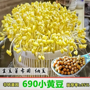 小粒黄豆690发豆芽专用纳豆生豆芽豆农家非转基因珍珠粒小金黄豆