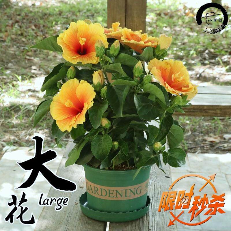 扶桑花大盆栽大红花带花苞四季花