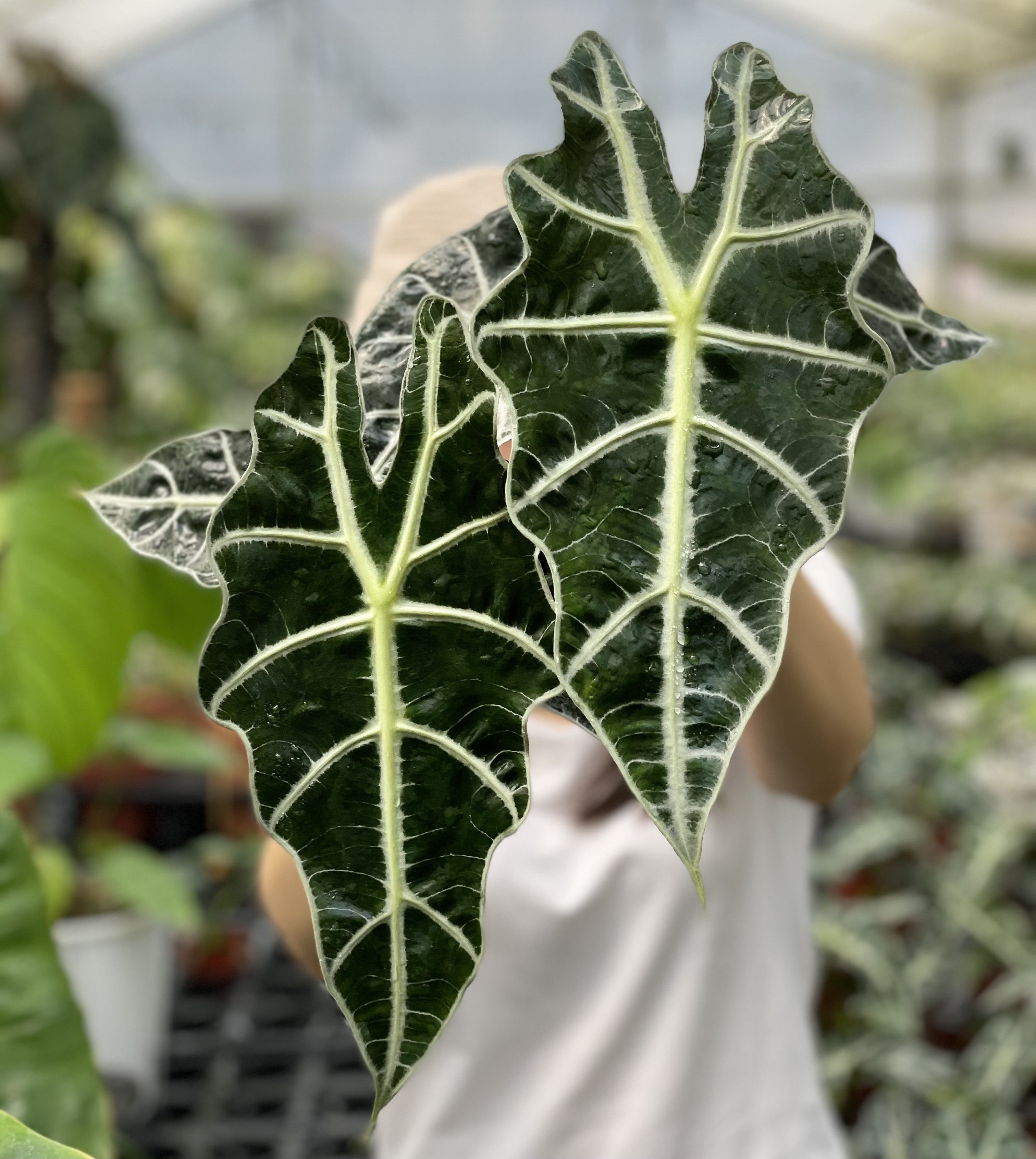 大仙女海芋非洲面具桌面植物