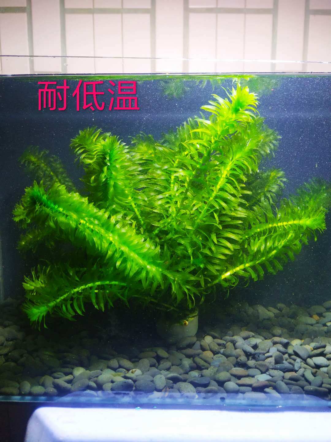 藻尾狐价格 藻尾狐图片 星期三