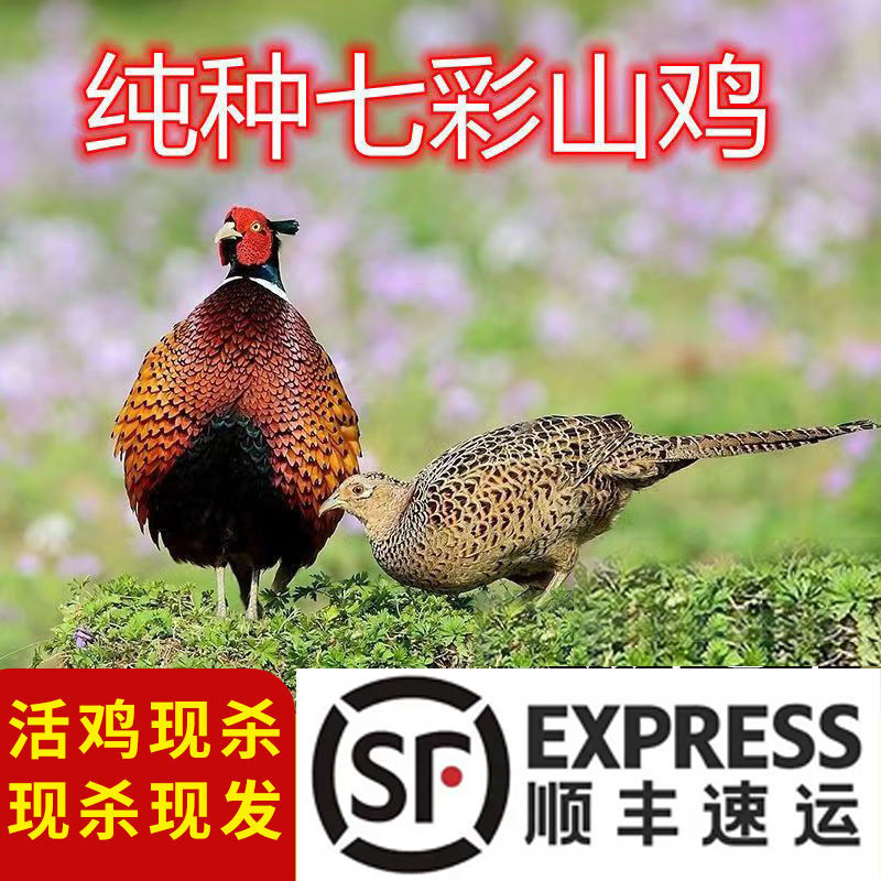 【顺丰【现杀七彩山鸡】农家散养山鸡肉山鸡蛋公鸡老母鸡土鸡