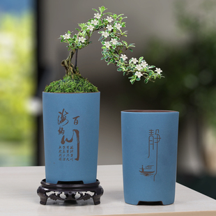 紫砂花盆蝴蝶兰绿植盆栽室内小叶赤楠兰花六月雪老桩盆景陶瓷特价