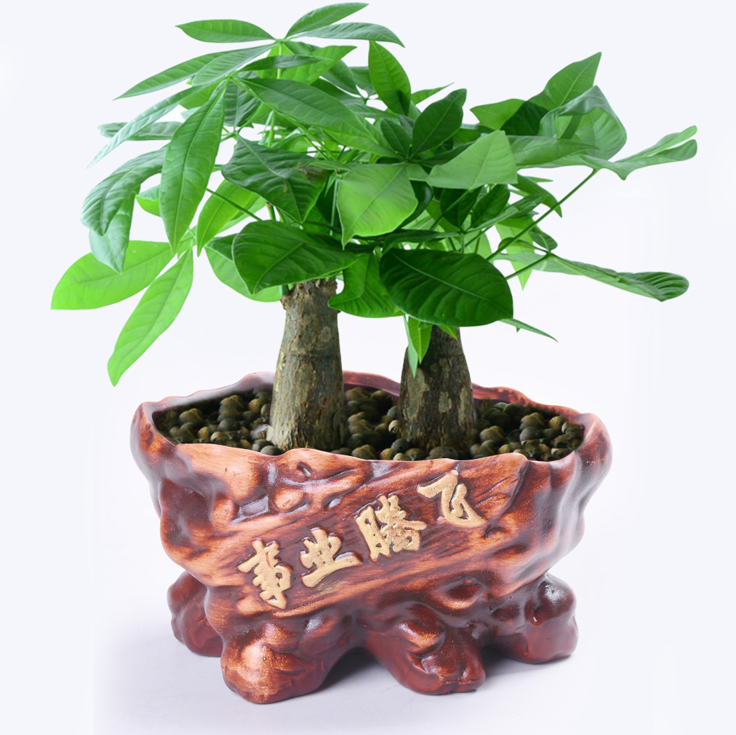 发财树盆栽室内阳台复古花盆兰花榕树陶瓷花器多肉绿植老桩盆摆件