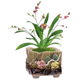 多肉花盆陶瓷家用桌面复古粗陶个性文竹兰花透气盆特价清仓阳台