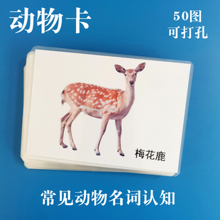 宝宝早教启蒙 常见动物类名词卡片 自闭/孤独症儿童语言迟缓 教具