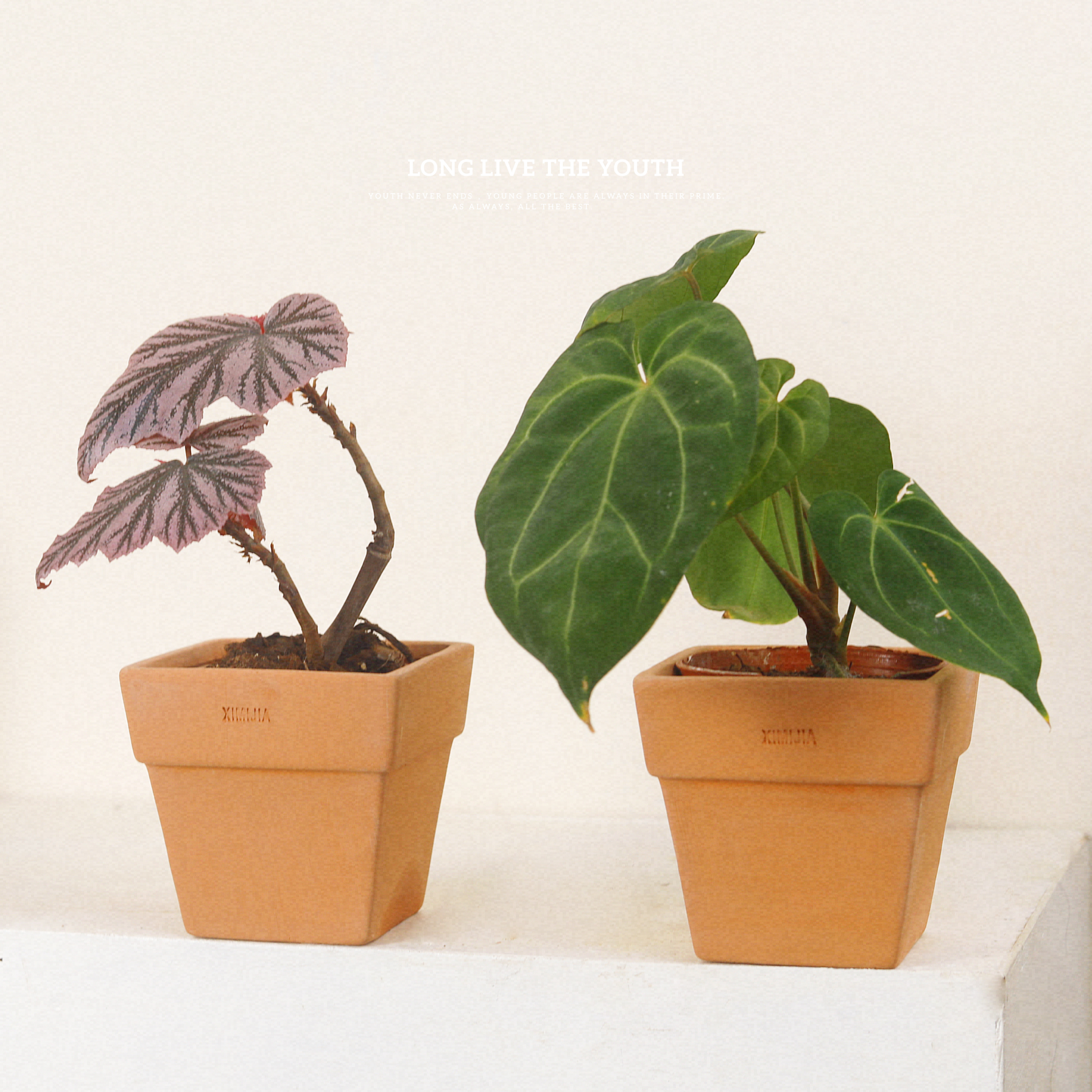 圆形方形红陶花盆陶土泥瓦盆粗陶透气大口径小多肉绿植兰花盆包邮,鲜花速递/花卉仿真/绿植园艺,花盆,淘宝优惠券,粉丝福利购,淘宝优惠卷