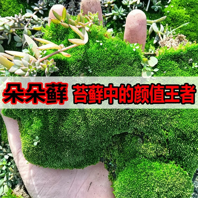 朵朵苔藓耐寒庭院鲜活新鲜微景观青苔盆景铺面假山水陆缸造景植物