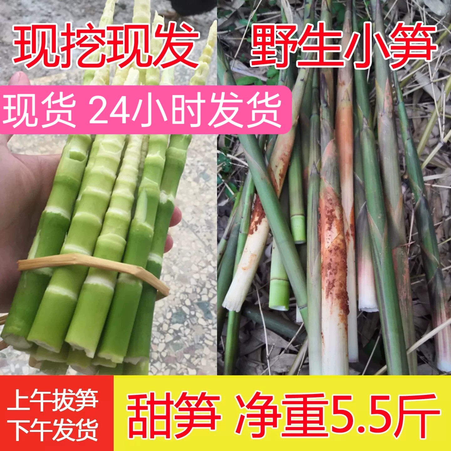 江西现挖新鲜带壳新竹笋野生小春笋甜笋应季蔬菜嫩山笋水竹笋嫩尖