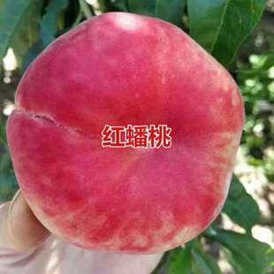 四川蟠桃树苗桃树苗基地直发包品种南北方种植包邮不包活