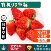 有机辽宁99草莓 顺丰空运 久久红颜孕妇宝宝无农残健康有机水果