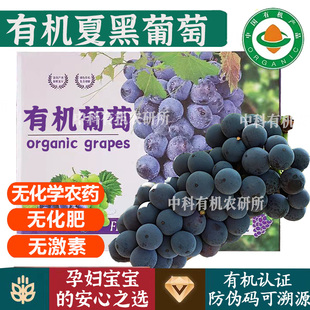 有机巨峰夏黑葡萄【顺丰到家】高山种植健康无污染孕妇宝宝可食