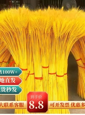 麦穗真花开业大麦花束家居装饰拍摄道具天然芦苇干花稻穗高粱摆件