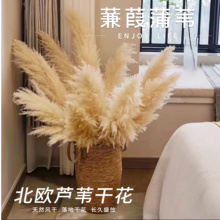 天然芦苇干花麦穗装饰大蒲苇落地客厅摆件道具婚礼粉布景永生花束