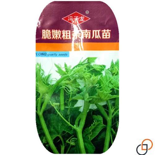 专门吃南瓜尖苗南瓜腾种子脆嫩粗条南瓜苗柔软清爽无涩味蔬菜种籽
