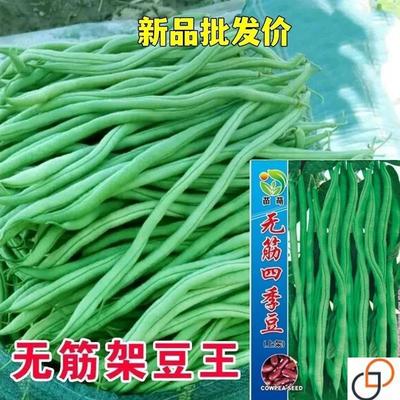 架豆王种子泰国特长无筋架豆青豆菜豆籽长芸豆四季豆爬藤蔬菜种子