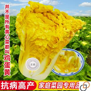 鸡蛋黄大白菜种子黄心早熟高产夏秋季种籽蔬菜孑大全白菜菜籽四季