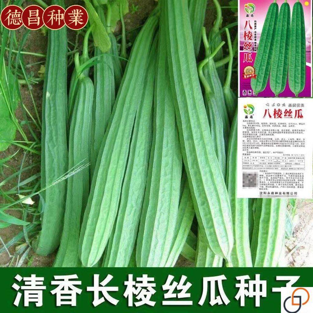 八棱丝瓜种籽春秋季老品种八角丝瓜种子爬藤庭院阳台四季蔬菜种孑