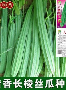 八棱丝瓜种籽春秋季老品种八角丝瓜种子爬藤庭院阳台四季蔬菜种孑