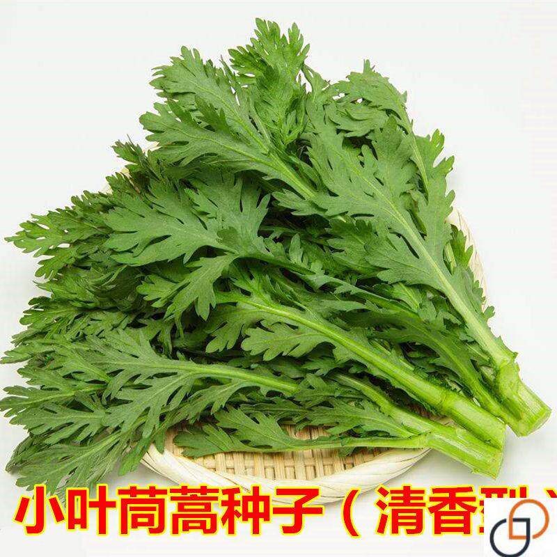 小叶茼蒿种子种籽皇帝菜光杆菜种菊花四季籽种冬季青菜蔬菜孑菜籽