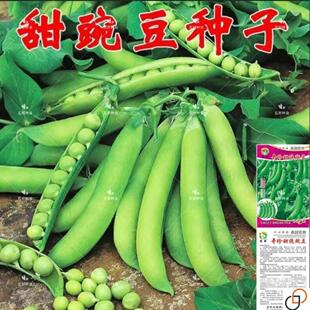 高产珍奇甜脆豌豆种子农家四季种植荷兰豆水果甜豆蔬菜籽豆荚籽