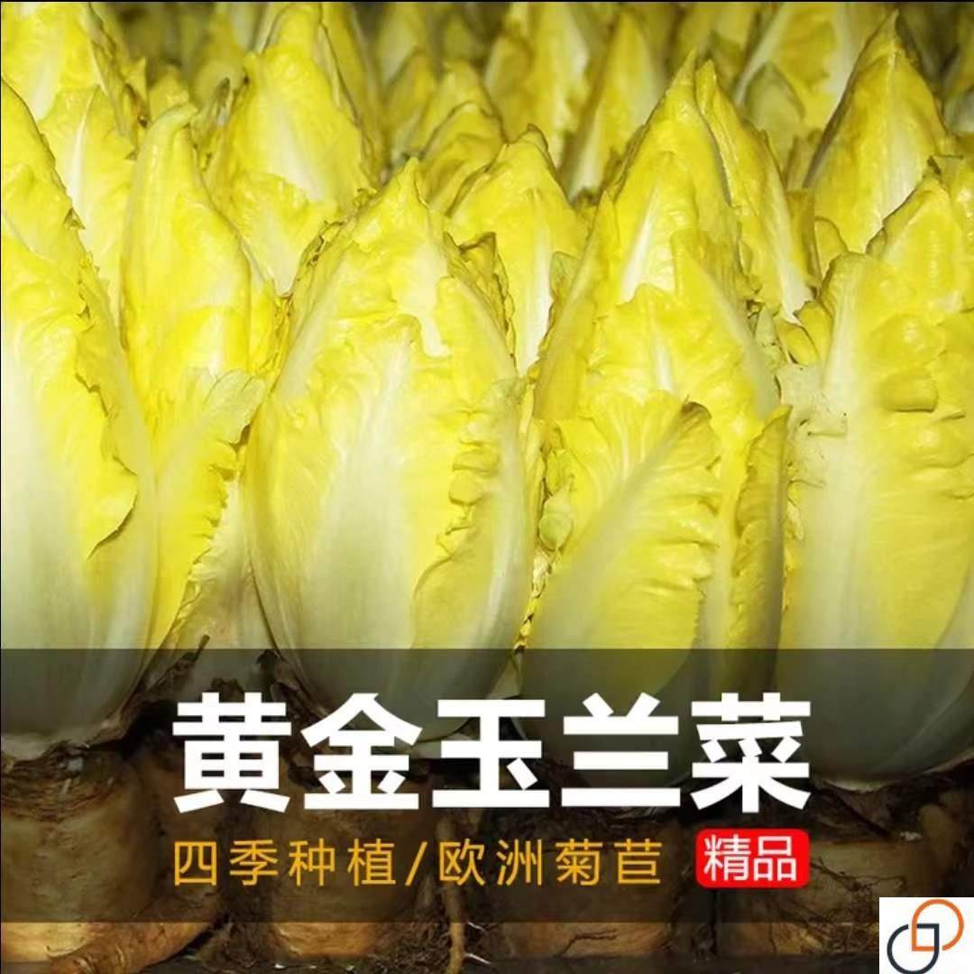 软化菊苣种子金玉兰菜种籽孑蔬菜根种四季菜种阳台盆栽农家蔬菜孑,鲜花速递/花卉仿真/绿植园艺,家庭园艺种子,淘宝优惠券,粉丝福利购,淘宝优惠卷