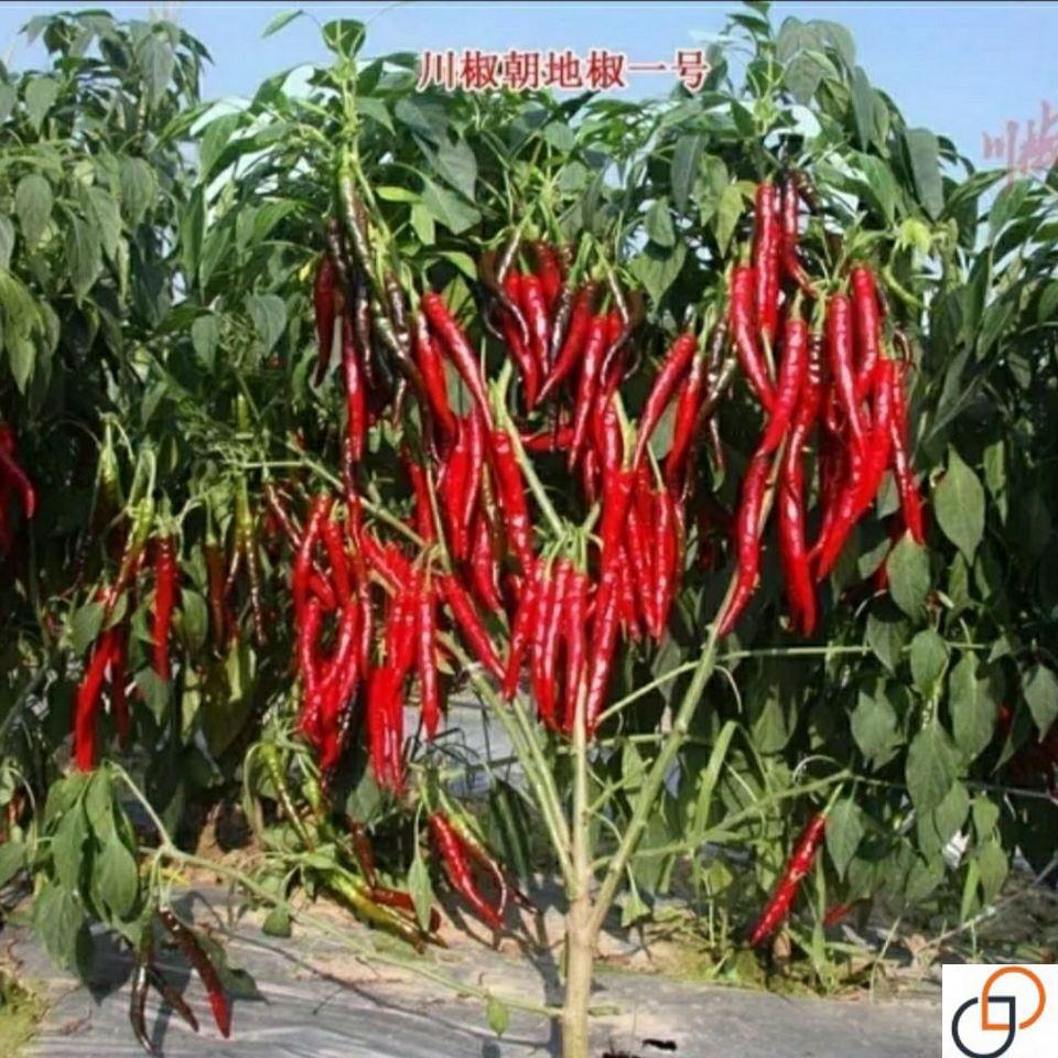 树高树大朝地椒一号辣椒专做干椒的辣椒品种高产抗病四季小米辣椒