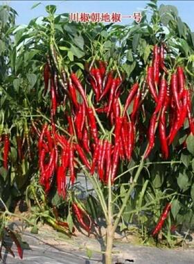 树高树大朝地椒一号辣椒专做干椒的辣椒品种高产抗病四季小米辣椒