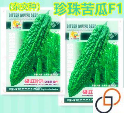 珍珠苦瓜种子F1杂交种大田专业种植高产早熟翠绿长苦瓜籽春季阳台